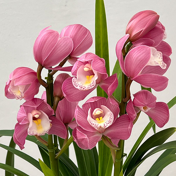 テーブルシンビジウム:あのね2本立ち 5号鉢植え(皿付き)