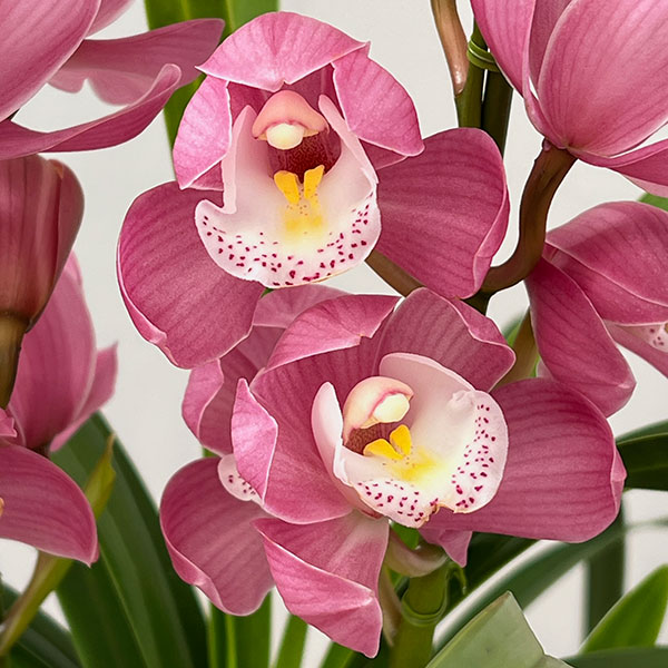 テーブルシンビジウム:あのね2本立ち 5号鉢植え(皿付き)