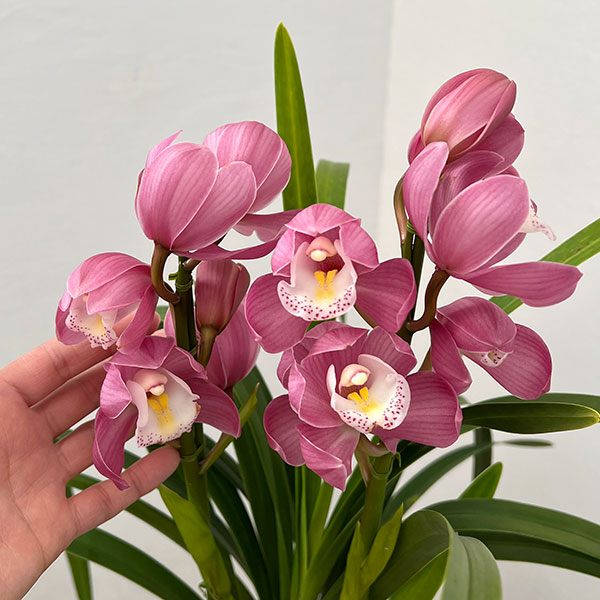 テーブルシンビジウム:あのね2本立ち 5号鉢植え(皿付き)