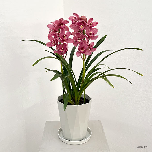 テーブルシンビジウム：森の精 あい2本立ち　5号鉢植え（皿付き）