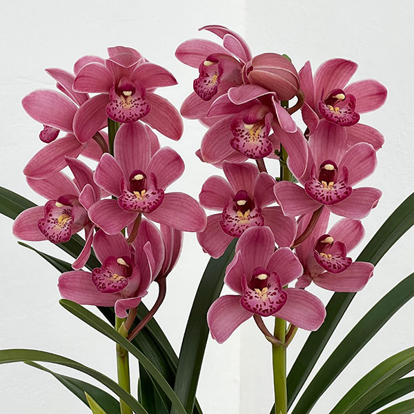 テーブルシンビジウム：森の精 あい2本立ち　5号鉢植え（皿付き）