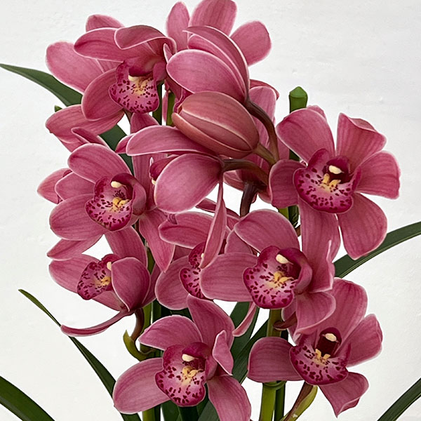 テーブルシンビジウム：森の精 あい2本立ち　5号鉢植え（皿付き）