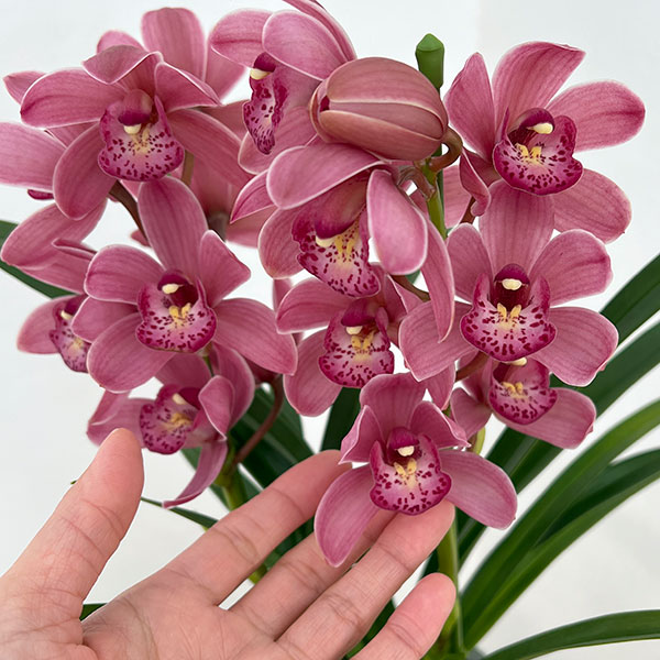 テーブルシンビジウム：森の精 あい2本立ち　5号鉢植え（皿付き）