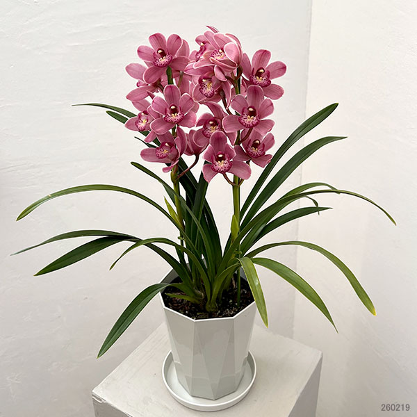 テーブルシンビジウム：森の精 あい2本立ち　5号鉢植え（皿付き）