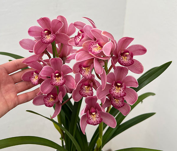 テーブルシンビジウム：森の精 あい2本立ち　5号鉢植え（皿付き）