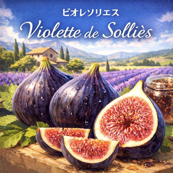 イチジク：ビオレソリエス4.5～5号ポット