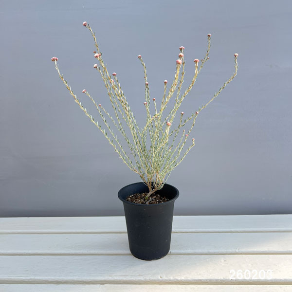 ディクラスティリス:グラビフローラ 4号ポット