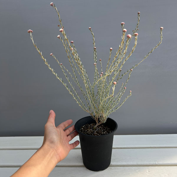 ディクラスティリス:グラビフローラ 4号ポット