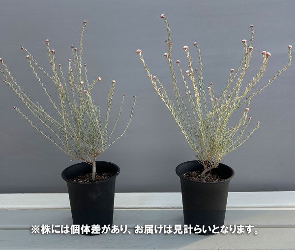 ディクラスティリス:グラビフローラ 4号ポット