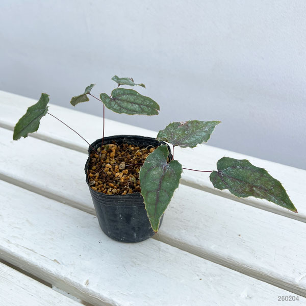 イカリソウ（碇草）：中国産交配ミックス（未選別）3号ポット