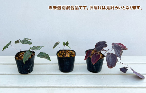 イカリソウ（碇草）：中国産交配ミックス（未選別）3号ポット