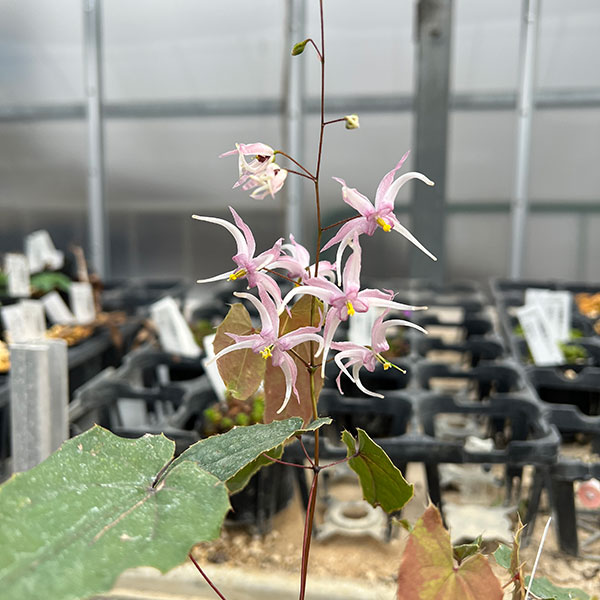 イカリソウ(碇草):中国産交配ミックス(未選別)3号ポット