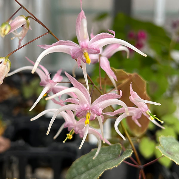 イカリソウ(碇草):中国産交配ミックス(未選別)3号ポット