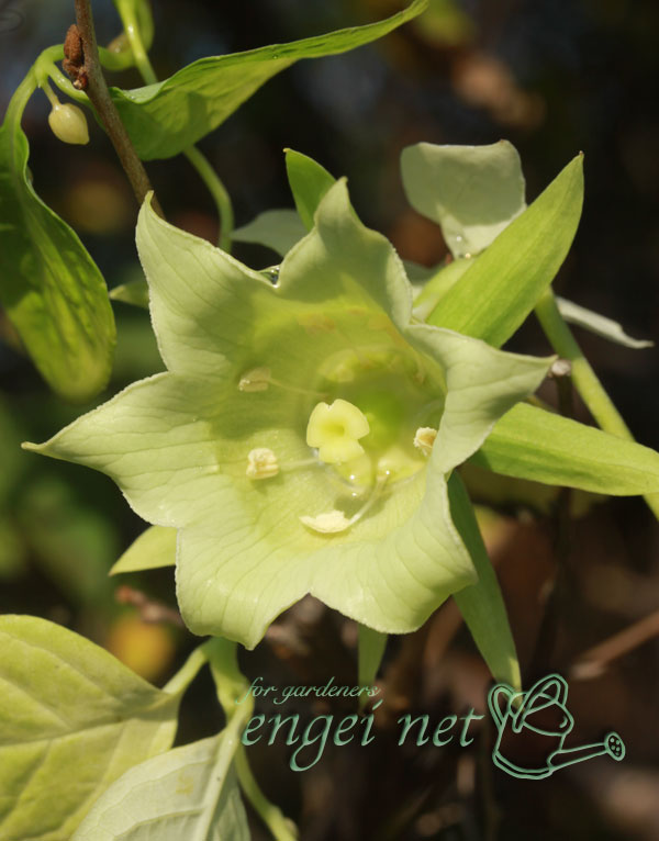 ツルニンジン：素心ツルニンジン 白翁（ハクオウ）3号ポット