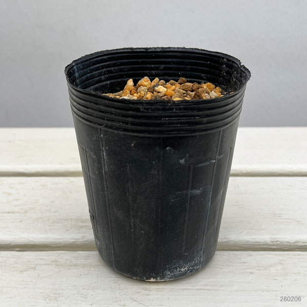 ツルニンジン：素心ツルニンジン 白翁（ハクオウ）3号ポット