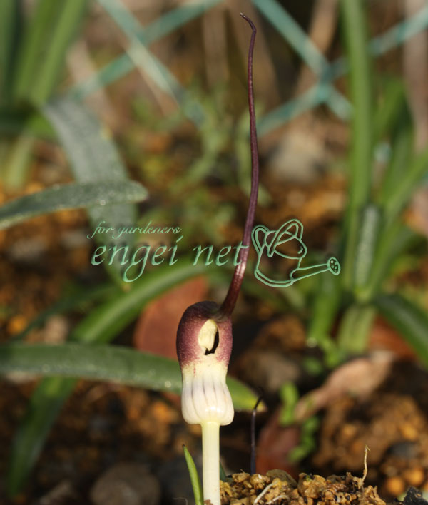 テンナンショウの仲間：コビトハンゲ（小人半夏）3号ポット