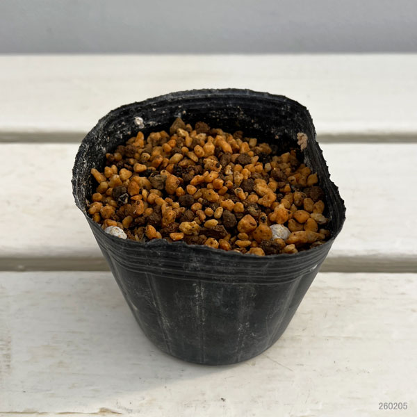 テンナンショウの仲間：コビトハンゲ（小人半夏）3号ポット