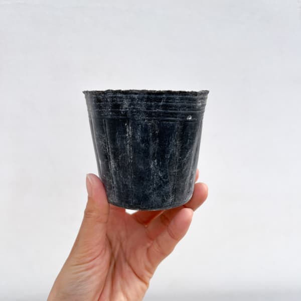 テンナンショウの仲間：コビトハンゲ（小人半夏）3号ポット