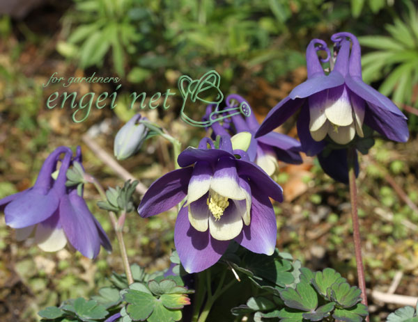 ミヤマオダマキ：八甲田オダマキ2.5号ポット