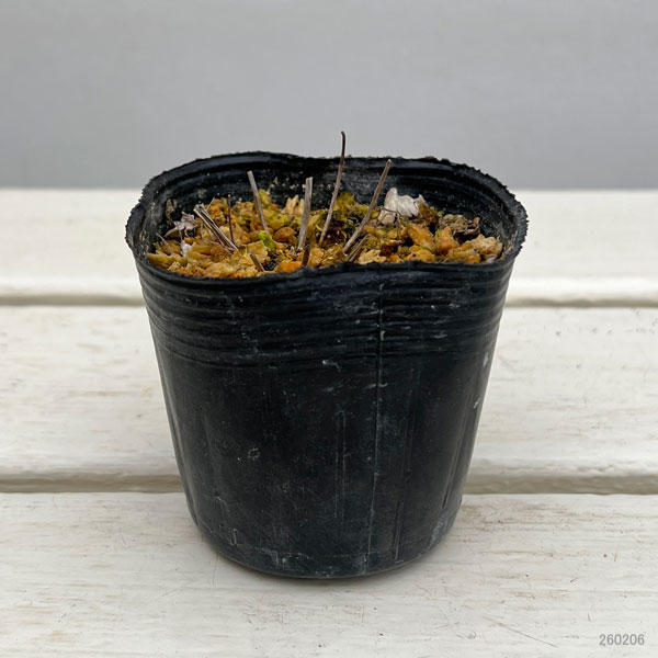 ミヤマオダマキ：八甲田オダマキ2.5号ポット