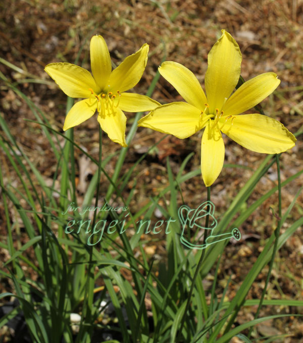 韓国細葉キスゲ（黄萓）3号ポット