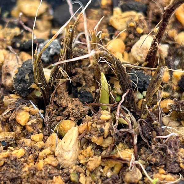 韓国細葉キスゲ（黄萓）3号ポット