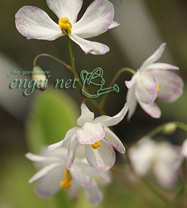 イカリソウ（碇草）：絞り咲3号ポット