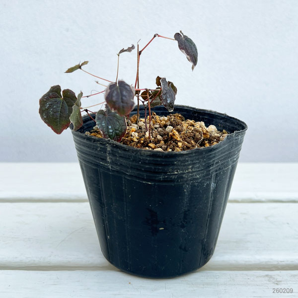 イカリソウ（碇草）：絞り咲3号ポット