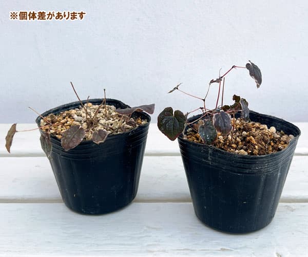 イカリソウ（碇草）：絞り咲3号ポット