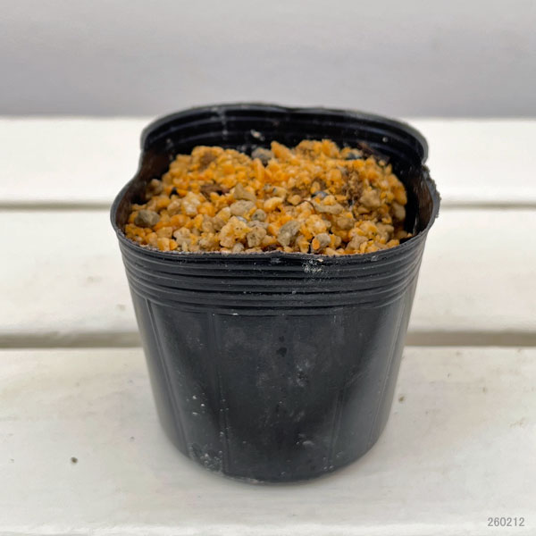 日本サクラソウ(桜草):天覆輪(てんぷくりん)3号ポット