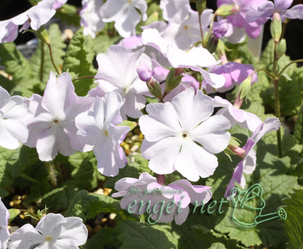 日本サクラソウ（桜草）：唐衣（からころも）3号ポット