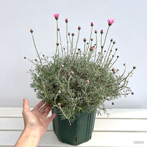 ローダンセマム：プチマカロン7号