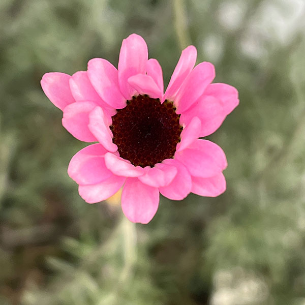 ローダンセマム：プチマカロン7号