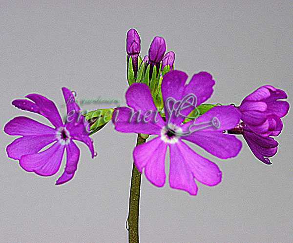 日本サクラソウ（桜草）：初烏（はつがらす）3号ポット