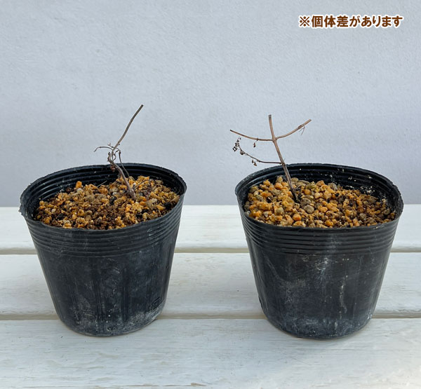 ヤマハッカ（山薄荷）：斑入り3号ポット