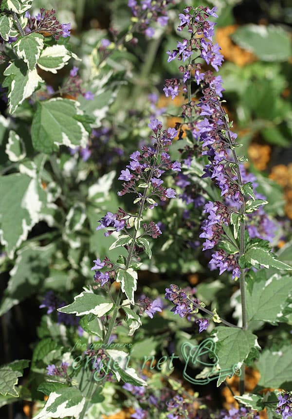 ヤマハッカ（山薄荷）：斑入り3号ポット