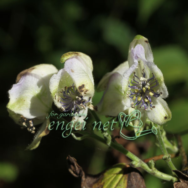 トリカブト（アコニタム）：オクトリカブト七変化3号ポット