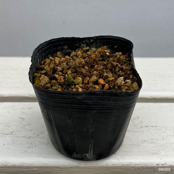 トリカブト（アコニタム）：オクトリカブト七変化3号ポット