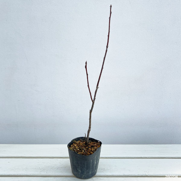 エゾウワミズザクラ（アンニンゴ）：銅葉3号ポット