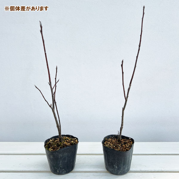 エゾウワミズザクラ（アンニンゴ）：銅葉3号ポット