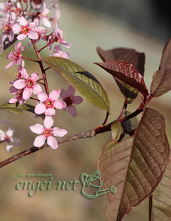 エゾウワミズザクラ（アンニンゴ）：銅葉3号ポット