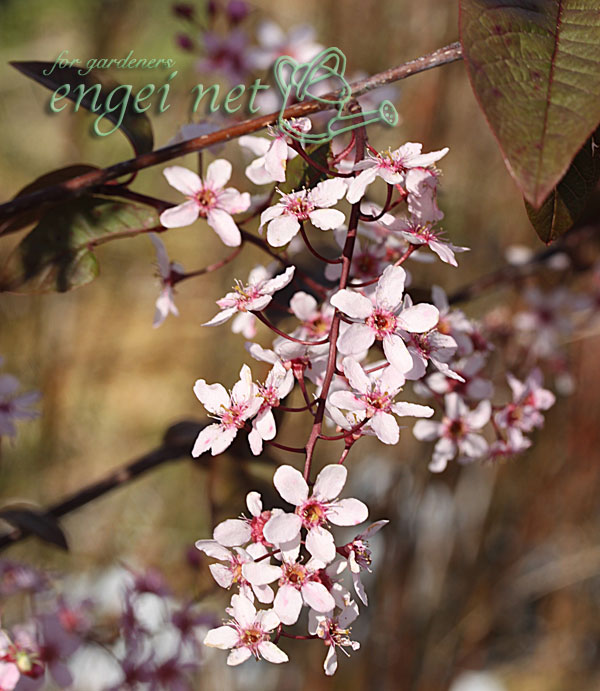 エゾウワミズザクラ（アンニンゴ）：銅葉3号ポット