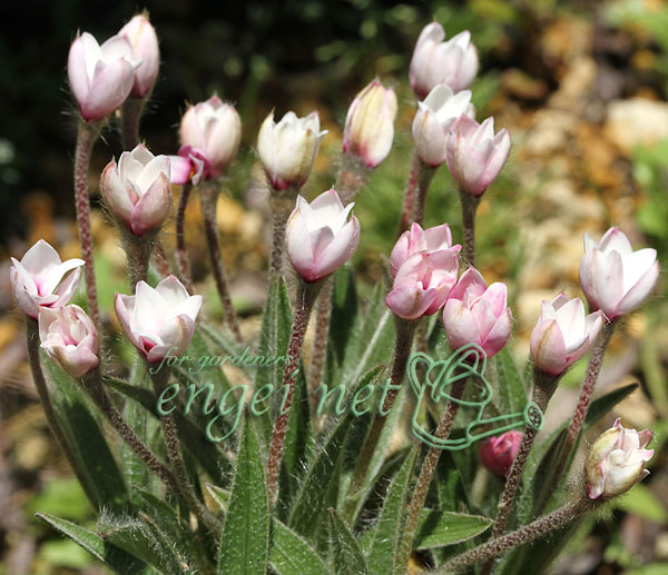 アッツザクラ(ロドヒポキシス):チューリップ咲き2.5号ポット