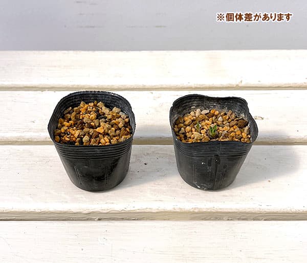アッツザクラ(ロドヒポキシス):チューリップ咲き2.5号ポット