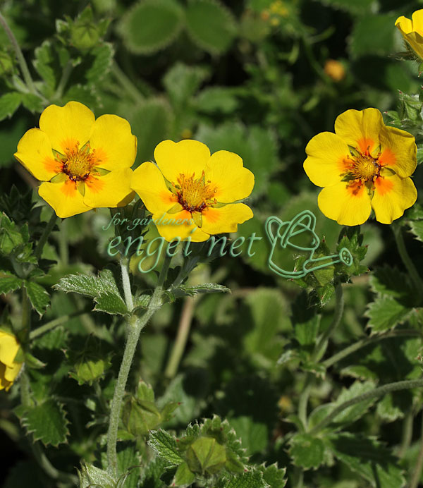 キンバイ：ジャノメキンバイ3号ポット