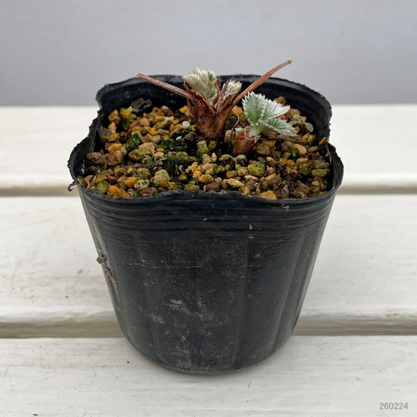 キンバイ:ジャノメキンバイ3号ポット