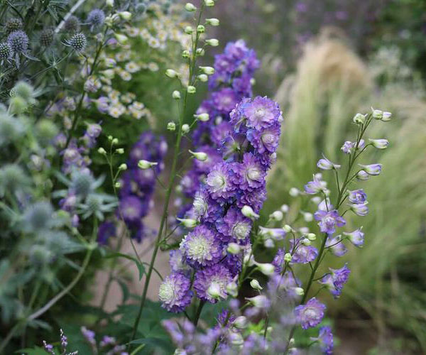 デルフィニウム：ボレロ4号ポット