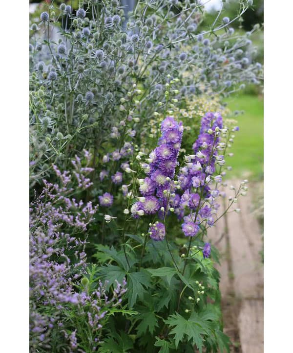 デルフィニウム：ボレロ4号ポット