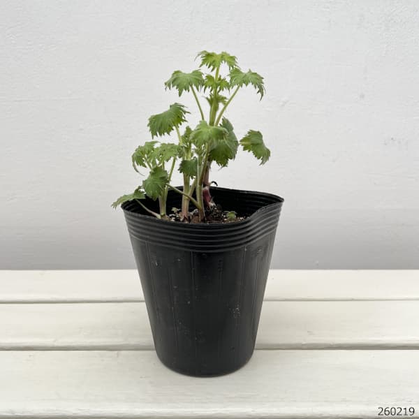 デルフィニウム：ボレロ4号ポット