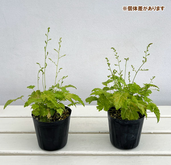 ヒトツバショウマ:白花2.5号ポット